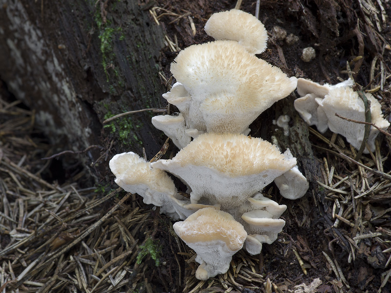 Oligoporus ptychogaster